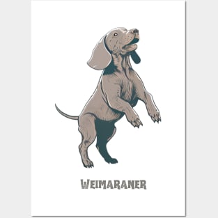 Weimaraner Posters and Art